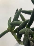 Crassula in witte pot – sterke vetplant, Ophalen, Halfschaduw, Minder dan 100 cm