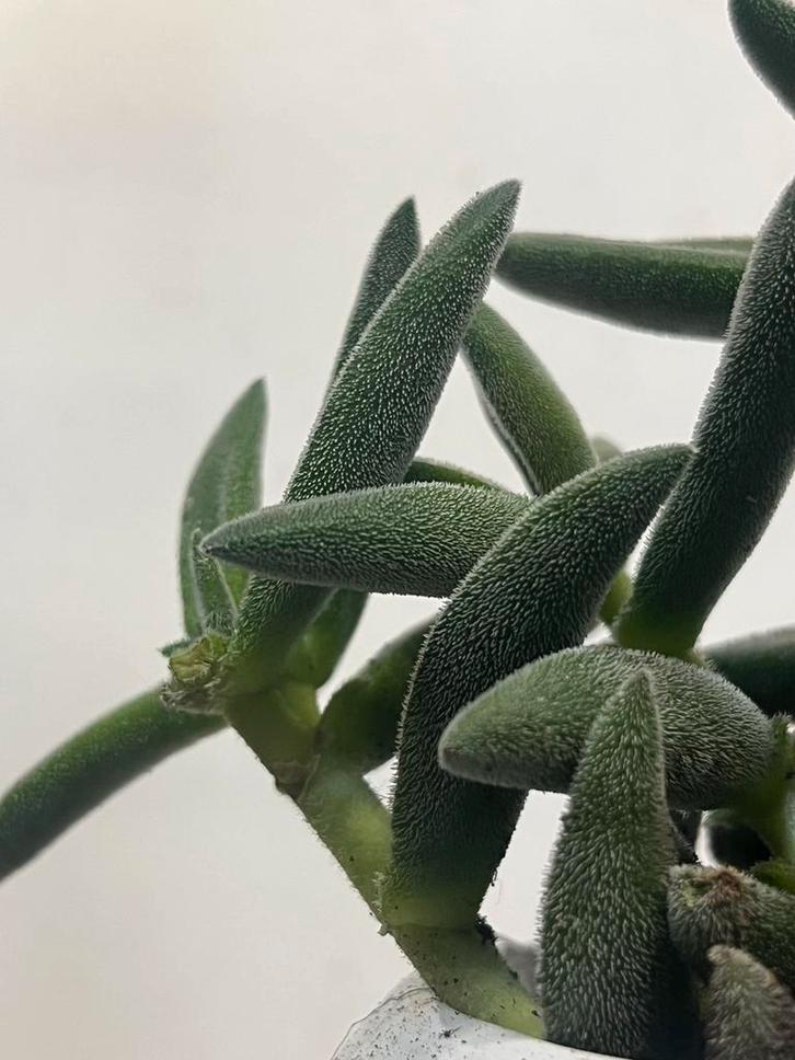 Crassula in witte pot – sterke vetplant, Huis en Inrichting, Kamerplanten, Minder dan 100 cm, Halfschaduw, Ophalen