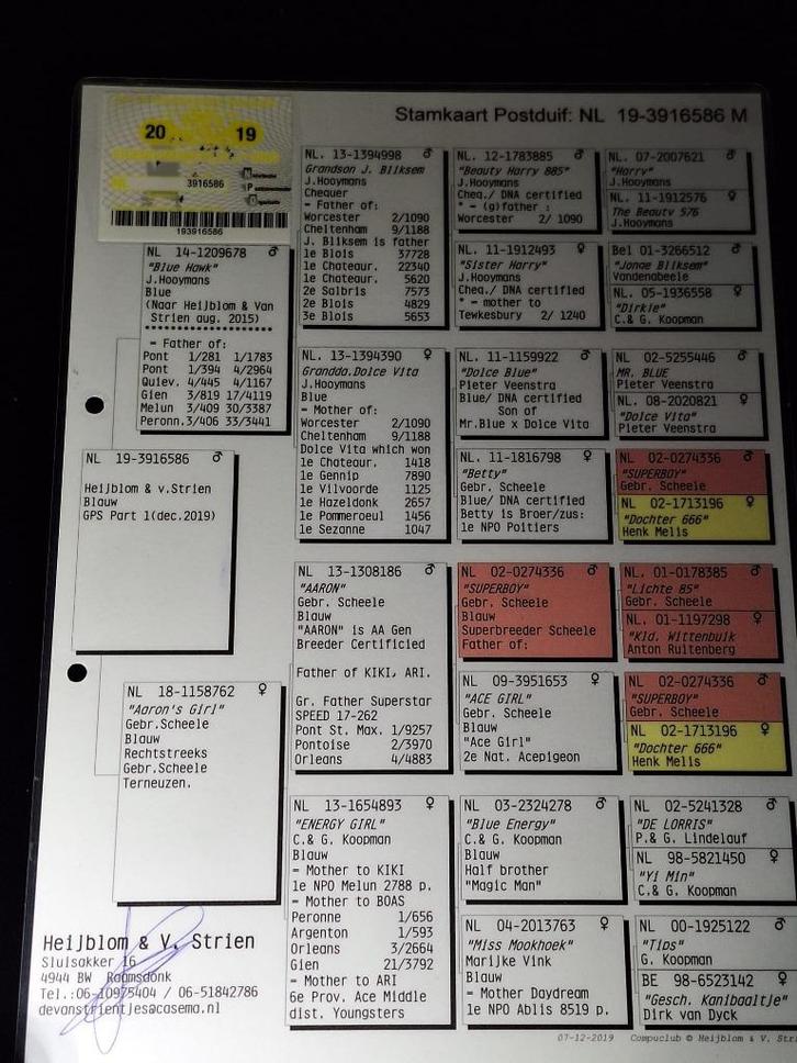 14x postduif duiven kwekers, hele goede afstamming zie foto, Dieren en Toebehoren, Vogels | Duiven, Postduif, Geslacht onbekend