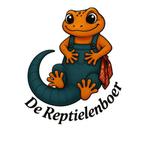 Jonge Iraanse luipaardgekko!, Dieren en Toebehoren, Reptielen en Amfibieën, Hagedis, Tam, 0 tot 2 jaar