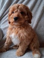 Zeer mooie cockapoo pups, CDV (hondenziekte), 8 tot 15 weken, Meerdere, Meerdere dieren