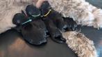 6 Medium Labradoodle pups, Dieren en Toebehoren, Honden | Niet-rashonden, CDV (hondenziekte), 8 tot 15 weken, Meerdere, Meerdere dieren
