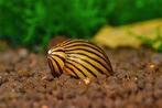 Neritina sp. slak - Koidream Valburg, Dieren en Toebehoren, Slak of Weekdier, Zoetwatervis, Schoolvis