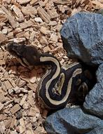 Python, Slang, 0 tot 2 jaar