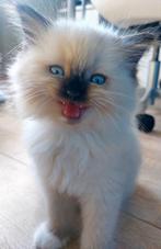 Prachtig ragdoll poesje beschikbaar, Dieren en Toebehoren, Katten en Kittens | Raskatten | Langhaar, Meerdere dieren, Ingeënt