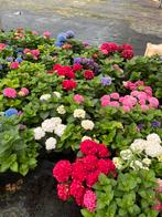 Laatste kans: Prachtige hortensia’s direct van de kweker!, Ophalen, Zomer, Overige soorten, Halfschaduw