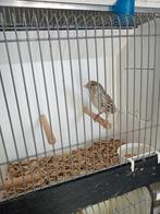 Agaat topaas kanarie man wit, Dieren en Toebehoren, Vogels | Kanaries, Mannelijk, Kleurkanarie