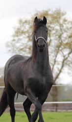 Prachtige 3 jarige Friese merrie!!, Dieren en Toebehoren, Paarden, Merrie, Gechipt, Dressuurpaard, 3 tot 6 jaar
