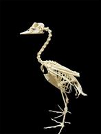 Schedel / Skelet Plectropterus gambensis, Ophalen, Nieuw, Vogel, Schedel