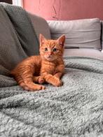 2 lieve kitten katers, Dieren en Toebehoren, Katten en Kittens | Overige Katten, Kater