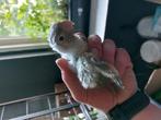 Jonge pyrrhuras, Dieren en Toebehoren, Vogels | Parkieten en Papegaaien, Meerdere dieren, Parkiet