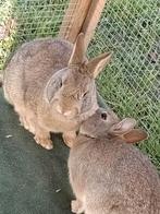 3 jonge tamme konijntjes te koop, Dieren en Toebehoren, Konijnen, Meerdere dieren