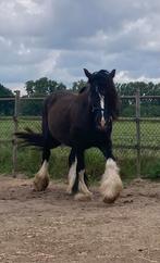 Grote merrie! Tinker / Irish Cob en meer, Hengst, 0 tot 2 jaar