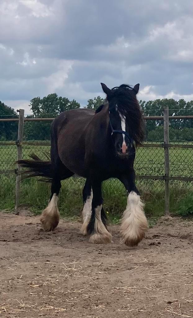 Grote merrie! Tinker / Irish Cob en meer, Dieren en Toebehoren, Pony's, Hengst, 0 tot 2 jaar