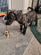 Mooie Jack Russell puppies, Dieren en Toebehoren, Honden | Jack Russells en Terriërs, Meerdere, 8 tot 15 weken, Meerdere dieren
