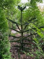 bomen, Tuin en Terras, Planten | Bomen, Bloeit niet, Overige soorten, 100 tot 250 cm, Ophalen