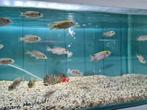 Aulonocara Maylandi Malawi Cichliden, Vis, Zoetwatervis