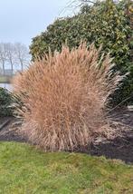 Siergrassen, Herfst, Overige soorten, 100 tot 250 cm, Ophalen