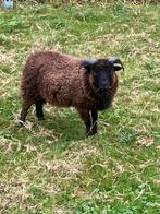 Zwarte Ouessant Ram te koop, Dieren en Toebehoren, Schapen, Geiten en Varkens, Mannelijk, Schaap