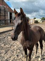 Veelbelovend hengstveulen (v.Fanegro), Dieren en Toebehoren, Paarden, Hengst, Minder dan 160 cm, Dressuurpaard, 0 tot 2 jaar