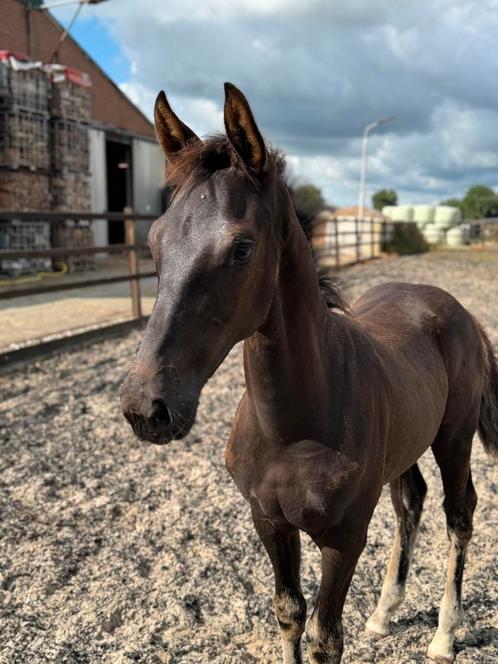 Veelbelovend hengstveulen (v.Fanegro), Dieren en Toebehoren, Paarden, Hengst, Minder dan 160 cm, 0 tot 2 jaar, Dressuurpaard