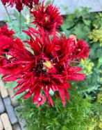 Papaver “Crimson Feathers” zaden, Ophalen of Verzenden, Volle zon