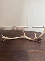 Prachtig Gewei - afwerpstang -52cm - Stoer & Landelijk nr. 3, Ophalen of Verzenden, Gebruikt