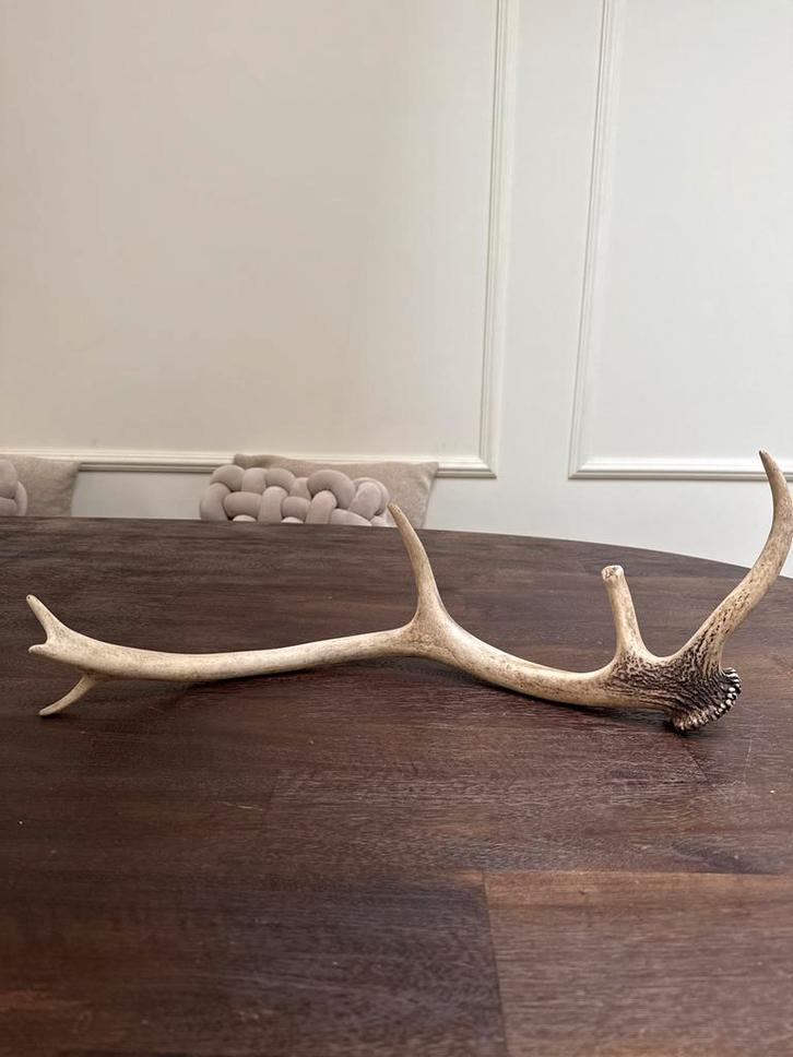 Prachtig Gewei - afwerpstang -52cm - Stoer & Landelijk nr. 3, Huis en Inrichting, Woonaccessoires | Wanddecoraties, Gebruikt, Ophalen of Verzenden