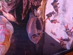 1 Uaru, Dieren en Toebehoren, Vissen | Aquariumvissen, Vis, Zoetwatervis
