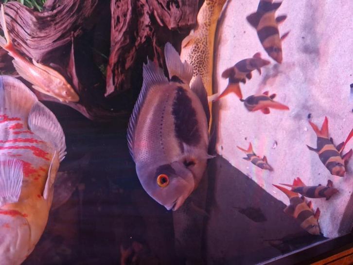 1 Uaru, Dieren en Toebehoren, Vissen | Aquariumvissen, Zoetwatervis, Vis