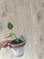 Baby Monstera plantjes, Ophalen, Halfschaduw, Minder dan 100 cm