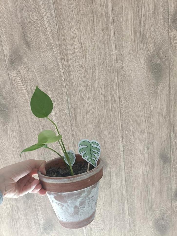 Baby Monstera plantjes, Huis en Inrichting, Kamerplanten, Minder dan 100 cm, Halfschaduw, Ophalen
