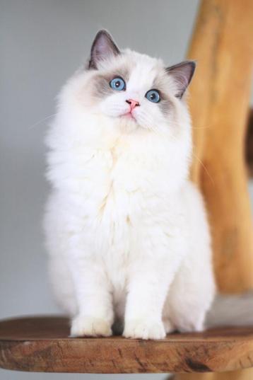 Vrijwilliger FamilyCats Kitten Ragdoll of Maine Coon beschikbaar voor biedingen