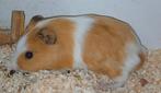 Superlieve babycavia, Cavia, Mannelijk, Tam, September
