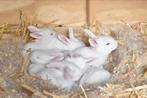 Baby konijntjes Vlaamse reus, Dieren en Toebehoren, Konijnen