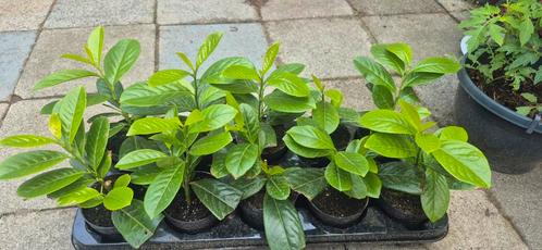 Laurus prunus, Tuin en Terras, Planten | Tuinplanten, Halfschaduw, Ophalen of Verzenden