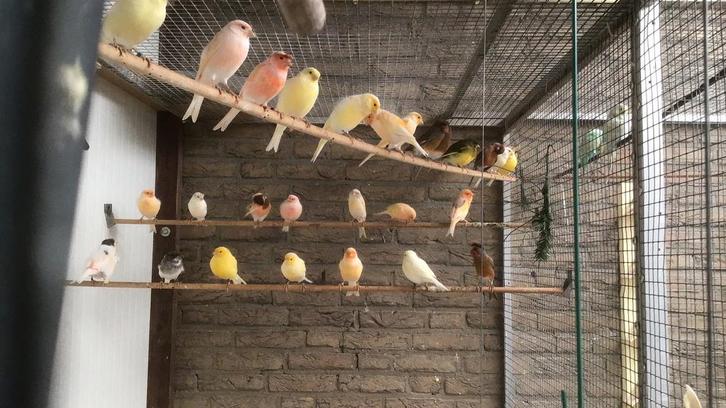 Kanarie, zang kanarie, mannen, poppen, Dieren en Toebehoren, Vogels | Kanaries, Kleurkanarie, Meerdere dieren