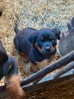 Rottweiler pups – 2 reuen beschikbaar, Dieren en Toebehoren, 8 tot 15 weken, CDV (hondenziekte), Meerdere, Meerdere dieren