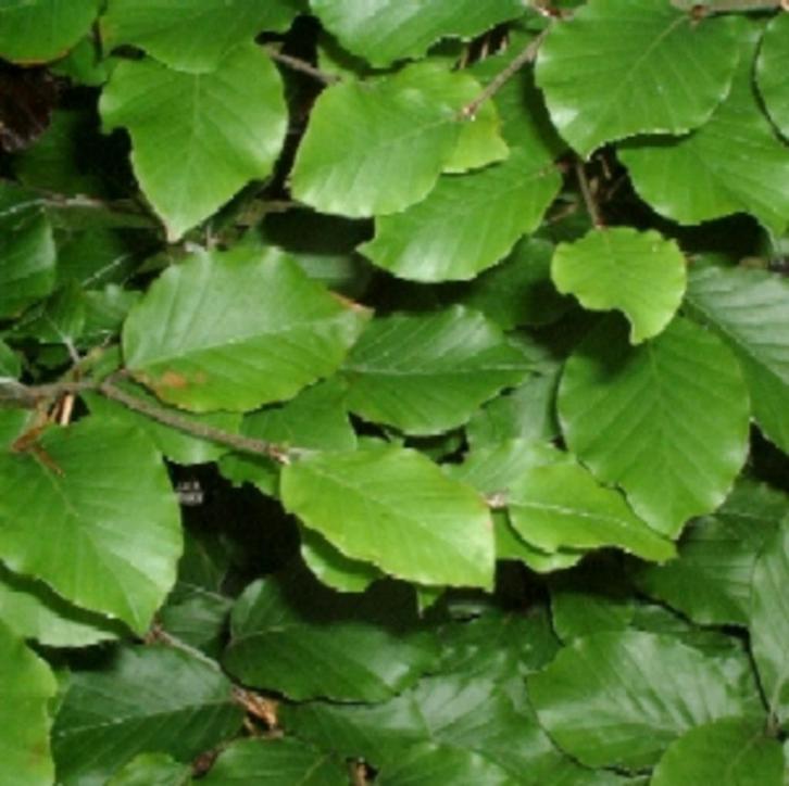 Fagus beukenhaag rood en groen diverse maten, Tuin en Terras, Planten | Struiken en Hagen, Beukenhaag, 100 tot 250 cm, Ophalen