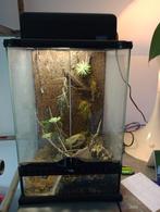 Exo Terra terrarium 30x30x45, Ophalen, Gebruikt, Terrarium of Paludarium