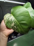 monstera deliciosa variegata, Ophalen, Halfschaduw, Minder dan 100 cm