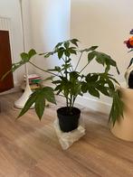 Vingerplant - Fatsia Japonica, Huis en Inrichting, Kamerplanten, Overige soorten, Minder dan 100 cm, Halfschaduw, Ophalen
