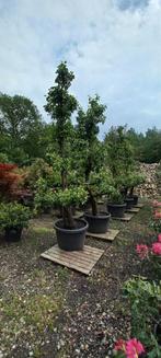 Oude Perenbomen in Pot XXL groot, Tuin en Terras, Planten | Bomen, Overige soorten, Lente, 100 tot 250 cm, Ophalen