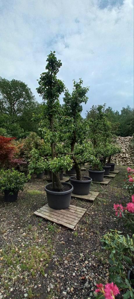 Oude Perenbomen in Pot XXL groot, Tuin en Terras, Planten | Bomen, Overige soorten, 100 tot 250 cm, Volle zon, Lente, In pot, Ophalen