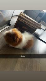 Cavia beertjes met benodigdheden, Cavia, Mannelijk, Juli, Tam