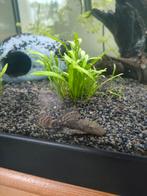 Borsteleneus algeneters, Vis, Zoetwatervis