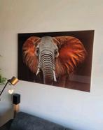 Glazen Schilderij Olifant 120x80cm, Ophalen, Zo goed als nieuw, Schilderij, 100 tot 125 cm