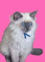 Stamboom ragdoll te koop, Dieren en Toebehoren, Poes