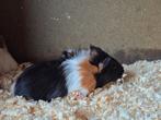 Jonge cavia's, Dieren en Toebehoren, Knaagdieren, Cavia, November, Meerdere dieren, Tam