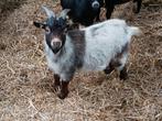 Dwergbok cae en cl vrij, Dieren en Toebehoren, Schapen, Geiten en Varkens, Mannelijk, Geit